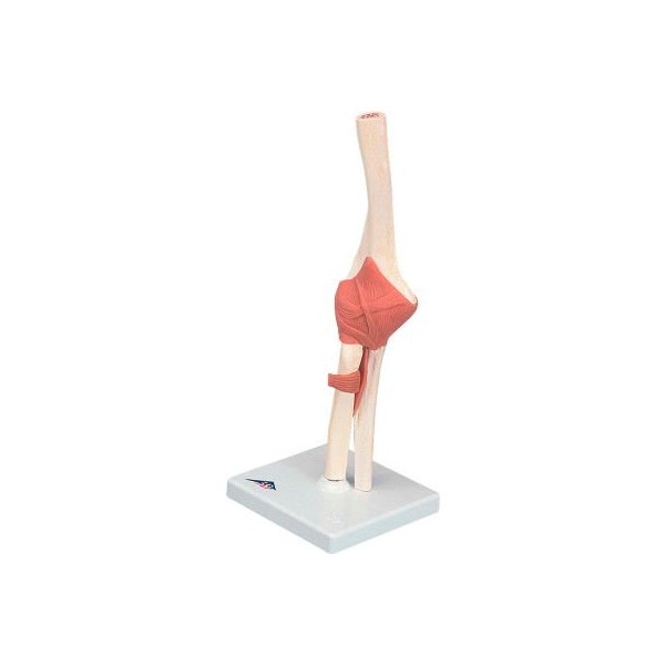 3B Anatomical Model - Functional Elbow Joint, Deluxe